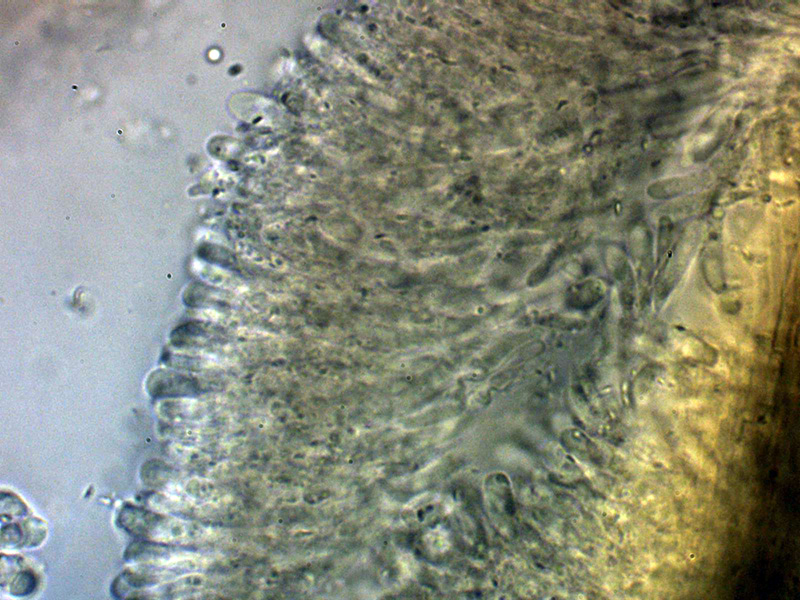 Un hydnoide corticale da identificare